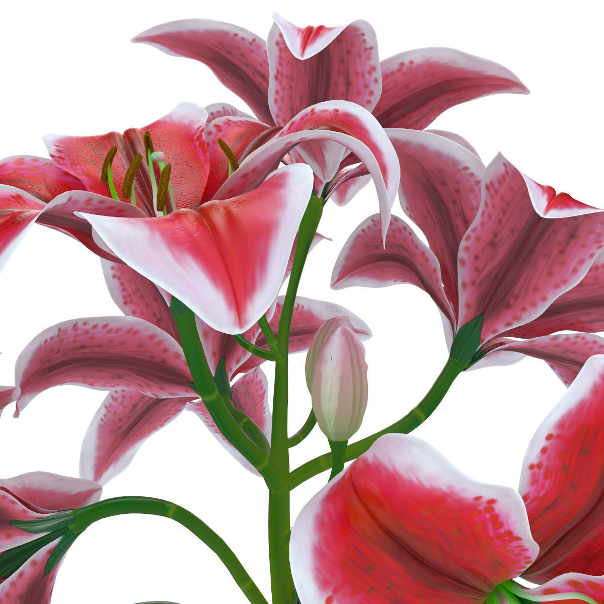 Lily pink tiger  3D model_10