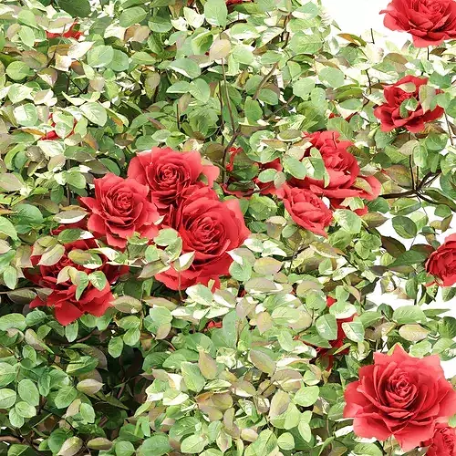 Red Rose Bushes Collection Vol 427