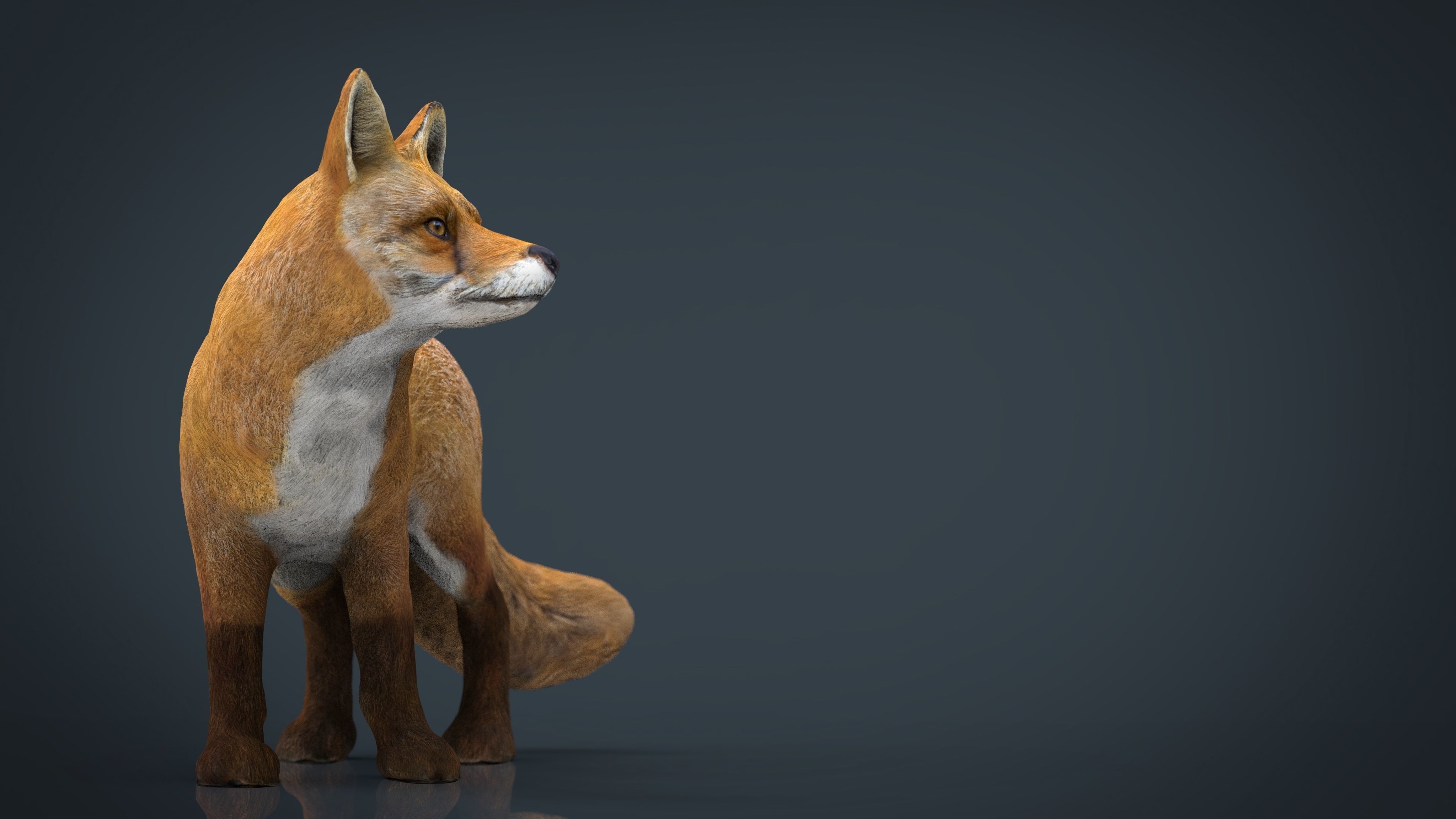 Realistic Fox Low-poly 3D model_7
