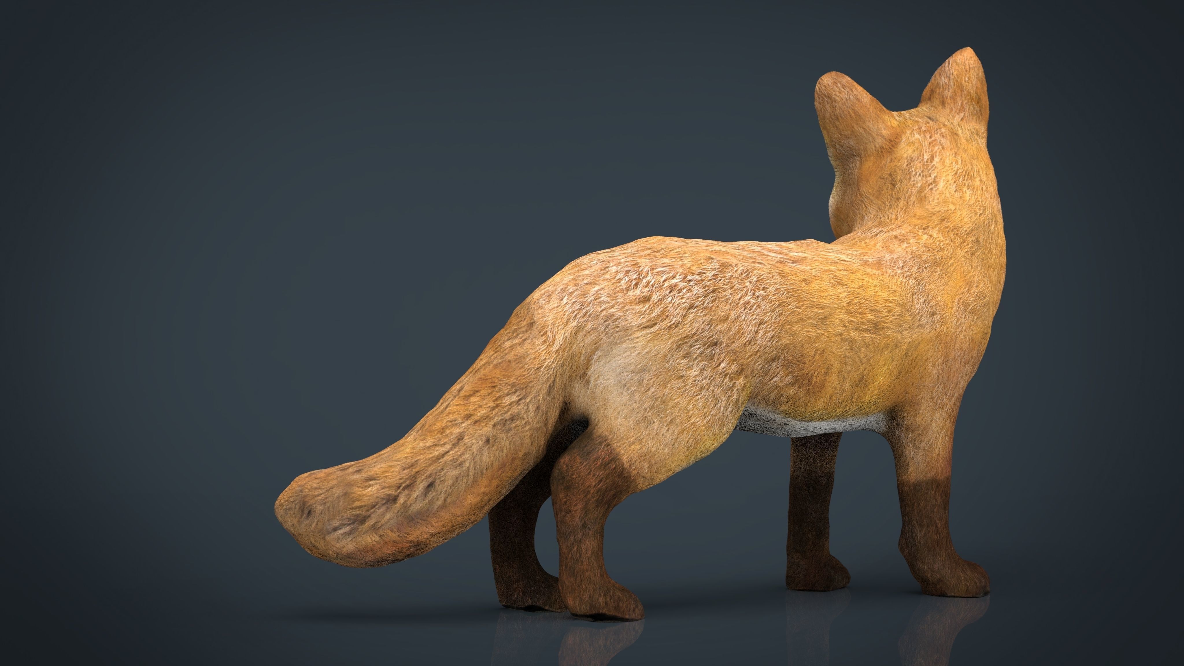 Realistic Fox Low-poly 3D model_10