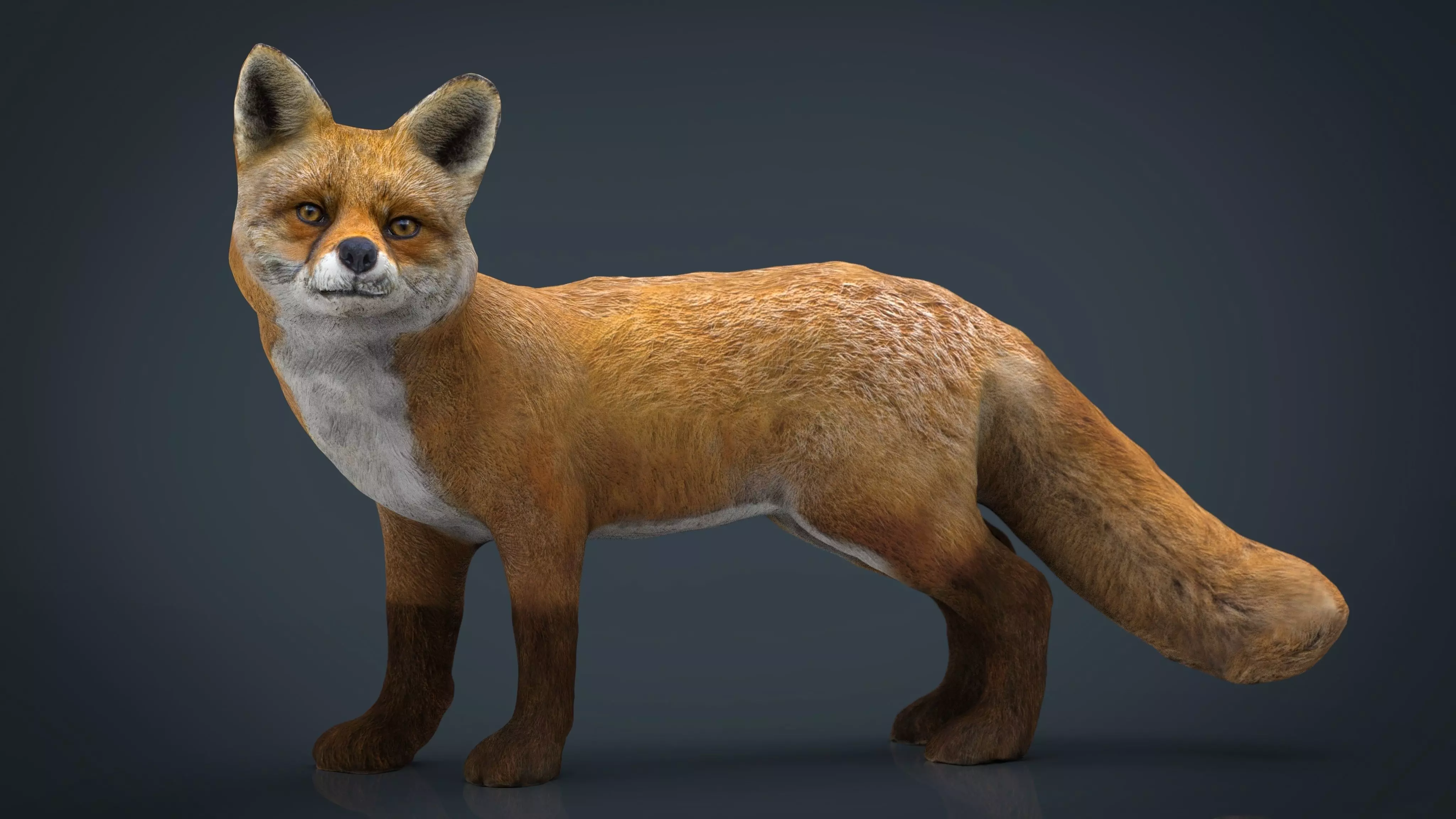 Realistic Fox Low-poly 3D model_0