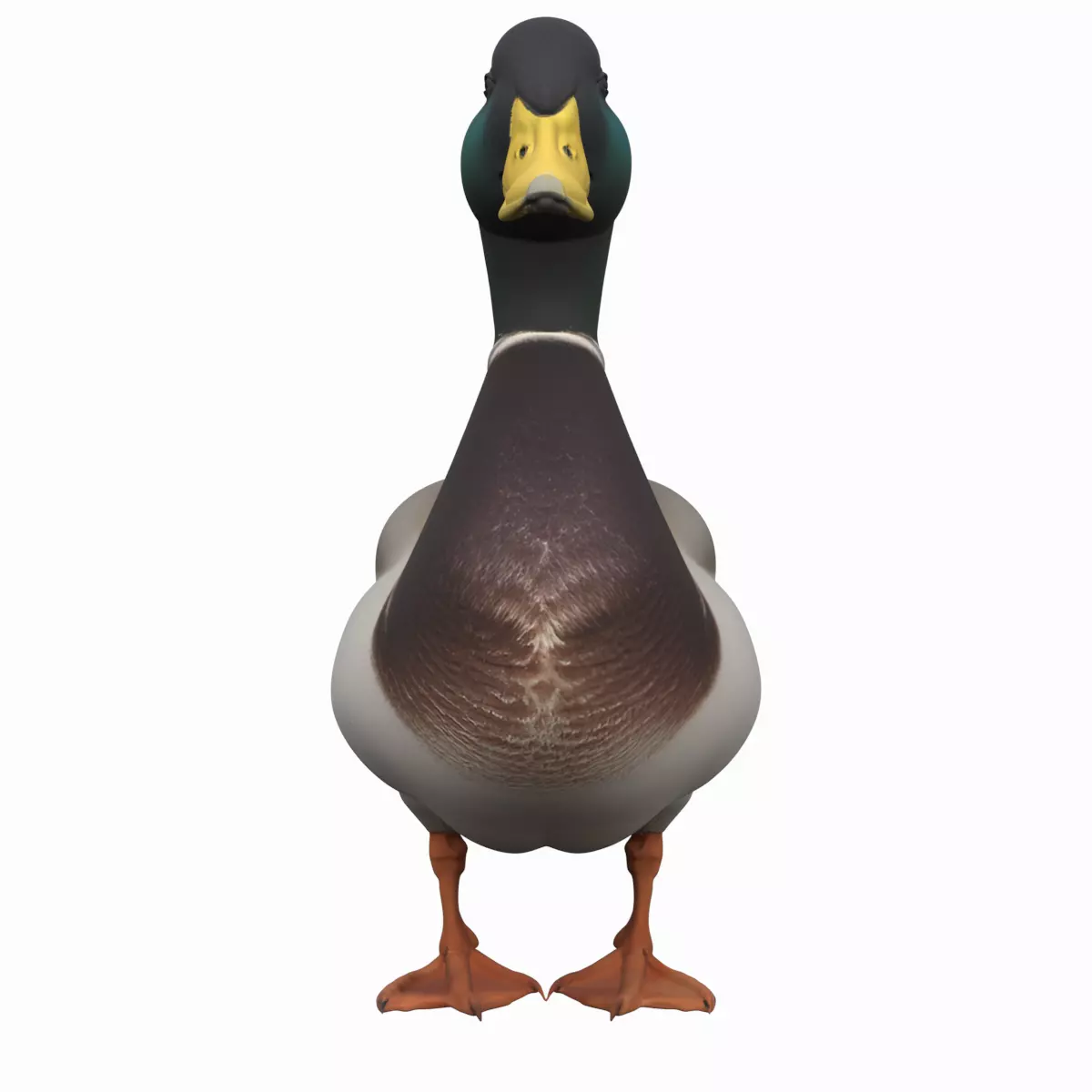 Ultra Realistic Mallard Duck 3D Model Reference 3D model