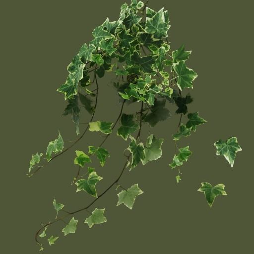 Ivy Clumps with Levels of Detail Low-poly 3D model_11