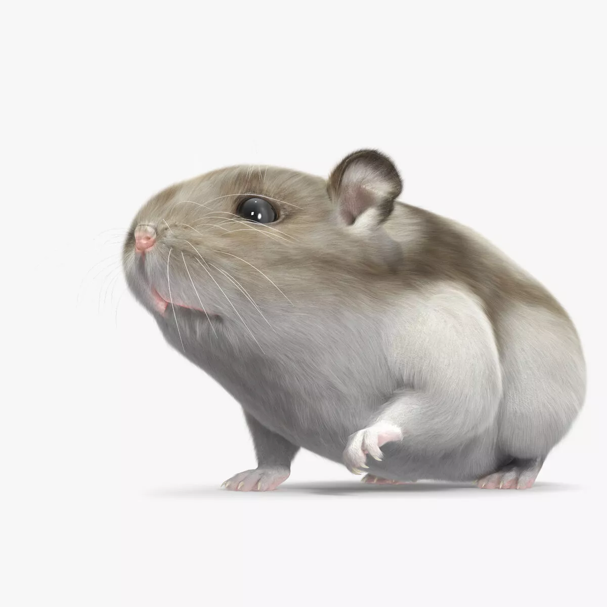 Campbell Dwarf Hamster Brownish Gray Fur Rigged 3D model