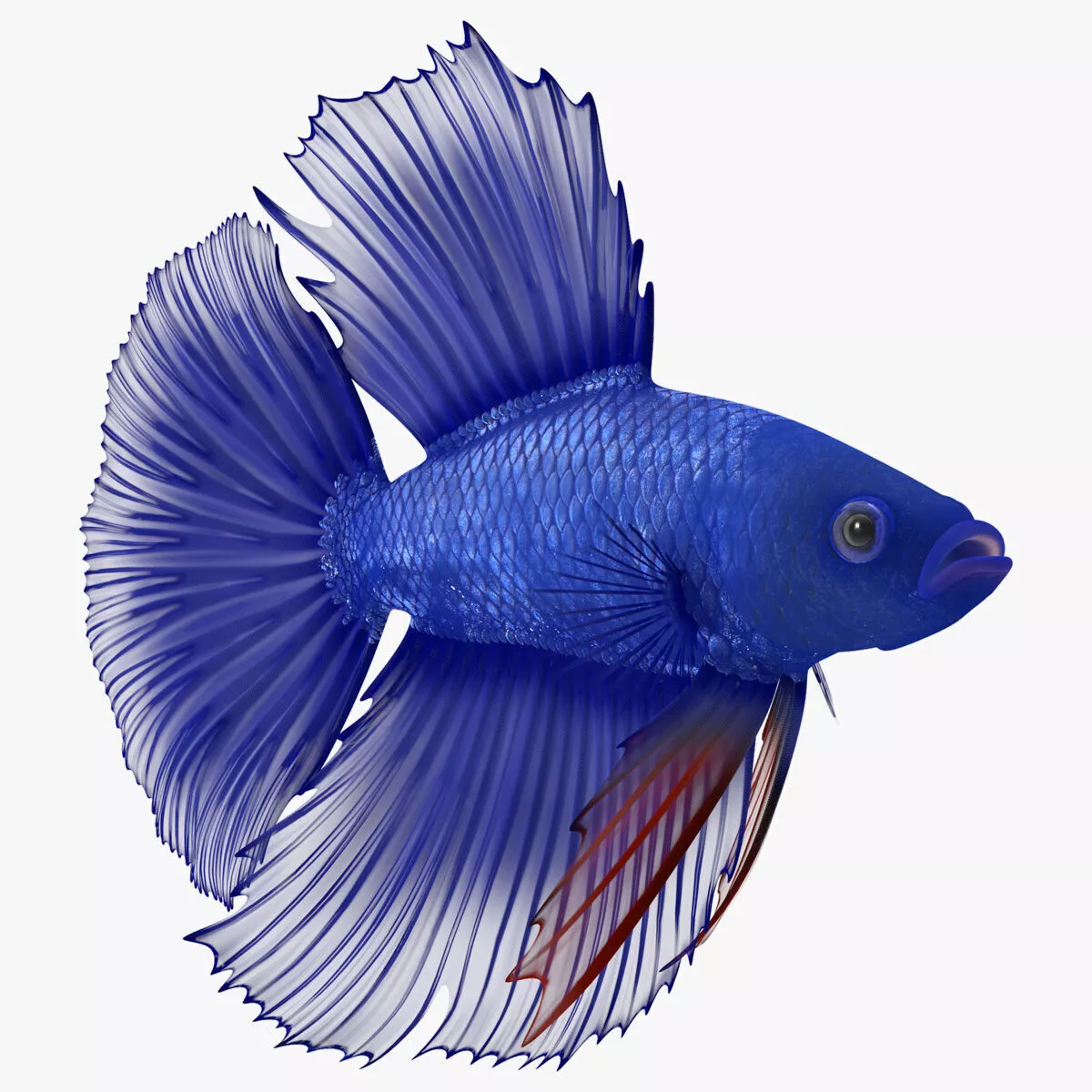 Blue Crowntail Betta Fish Swimming Animated Rigged for Cinema 4D 3D model