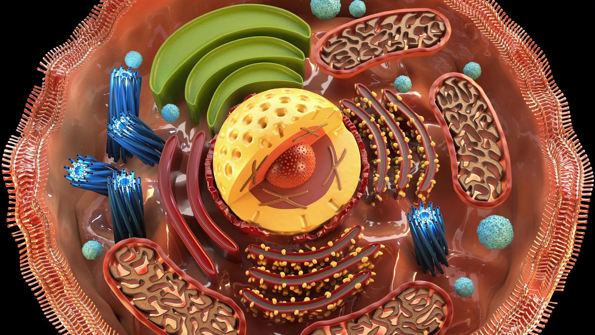 Human Cell 3D model