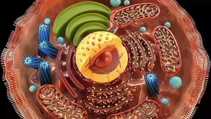 Human Cell