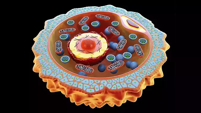 Human Egg Cell