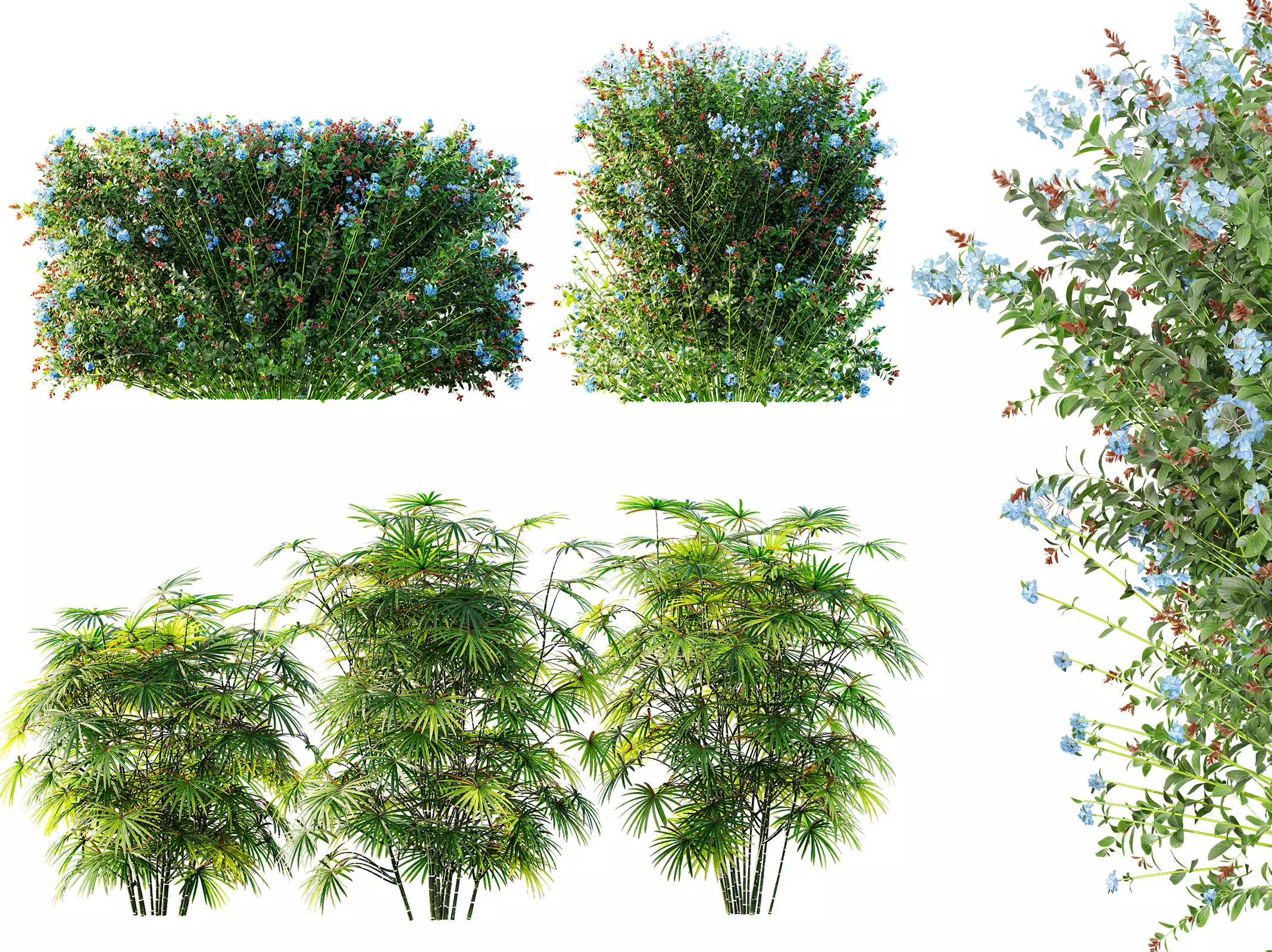 AV Rhapis Excelsa and Ceratostigma Plumbaginoides Bleiwurz Box 3D model