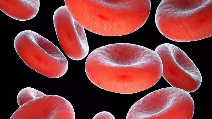 Erythrocytes Red Cell