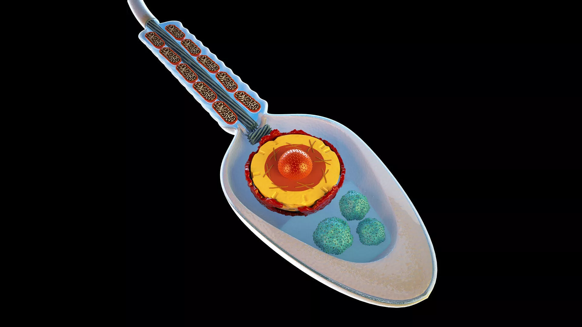 Human Sperm Cell 3D model
