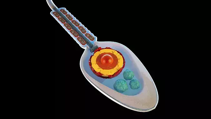 Human Sperm Cell