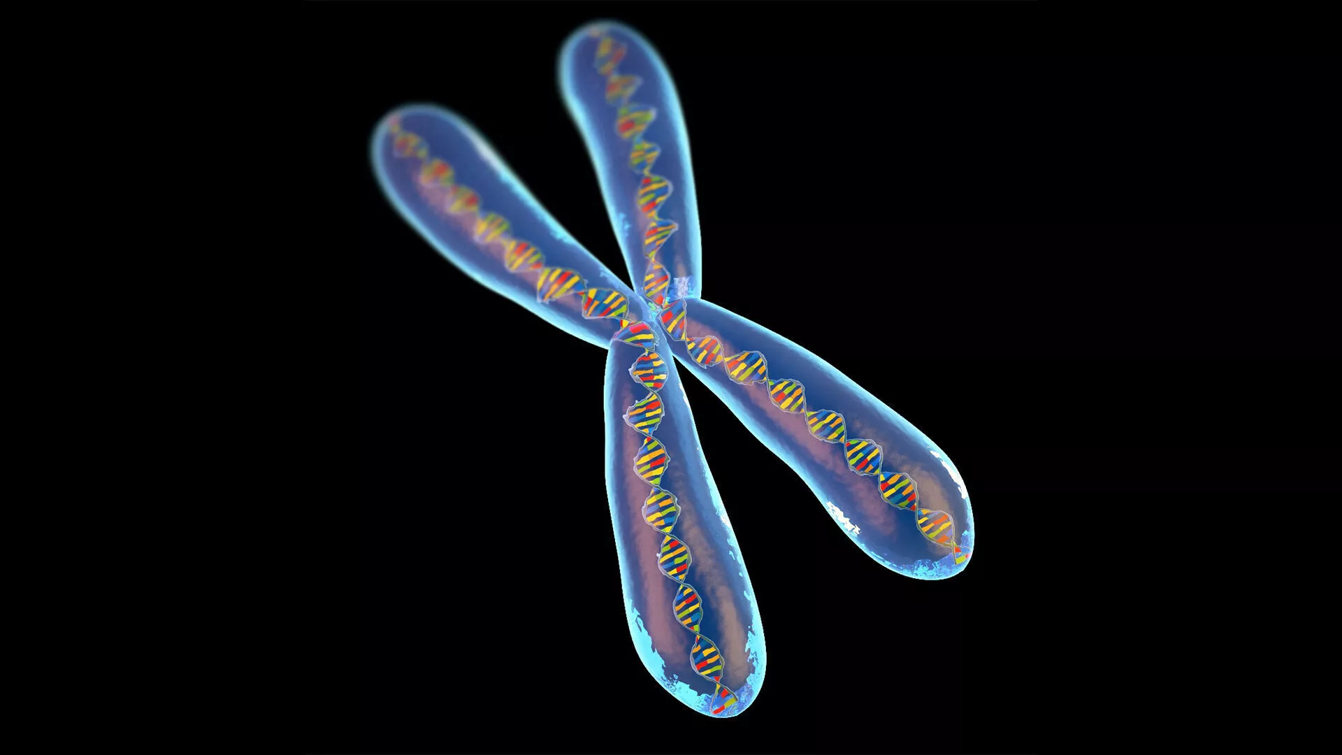 Chromosome 3D model
