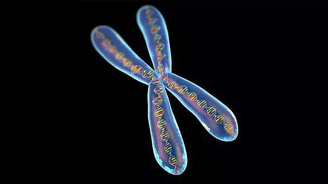 Chromosome