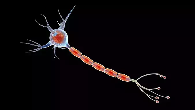 Neuron Cell