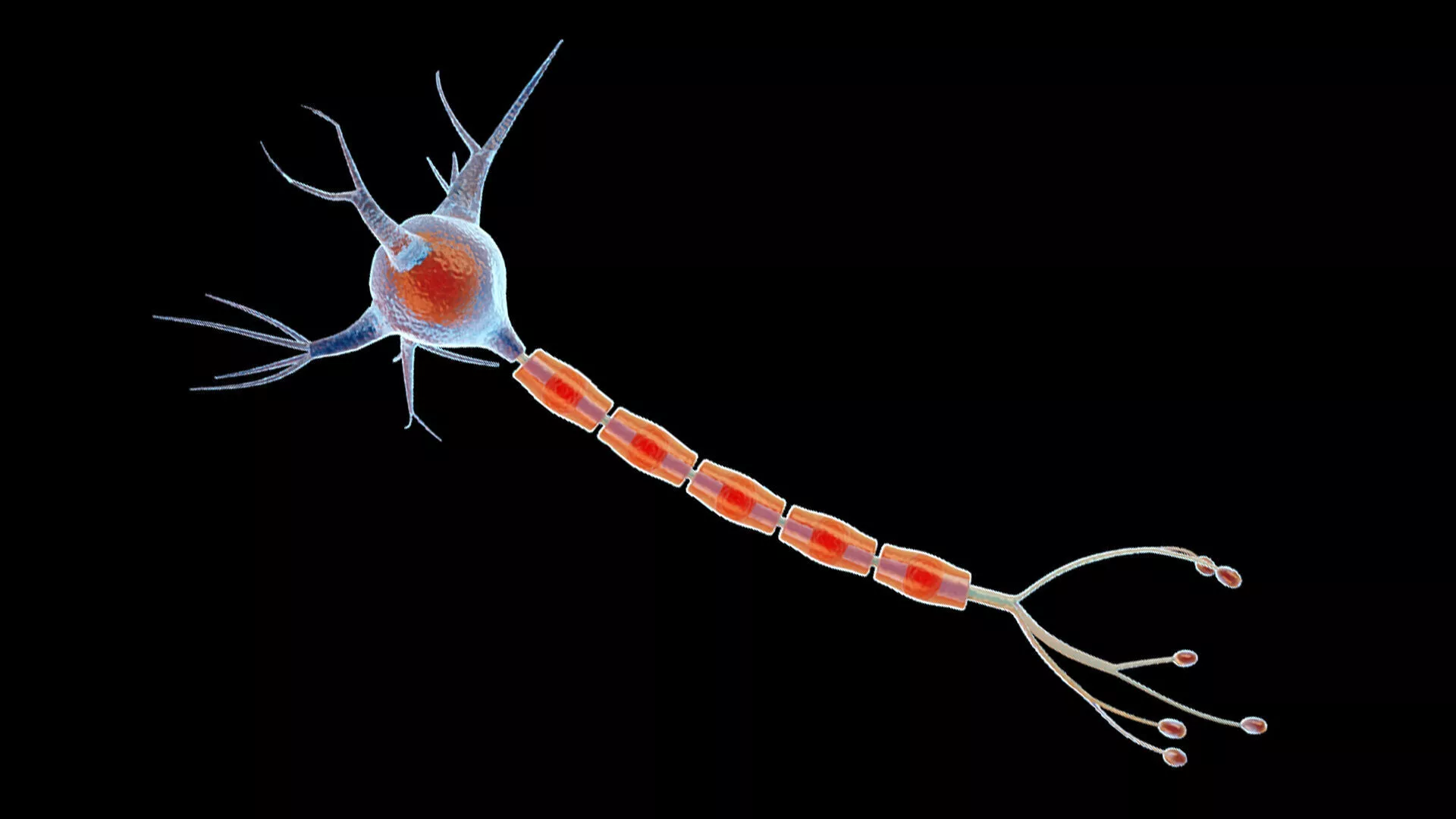 Neuron Cell 3D model