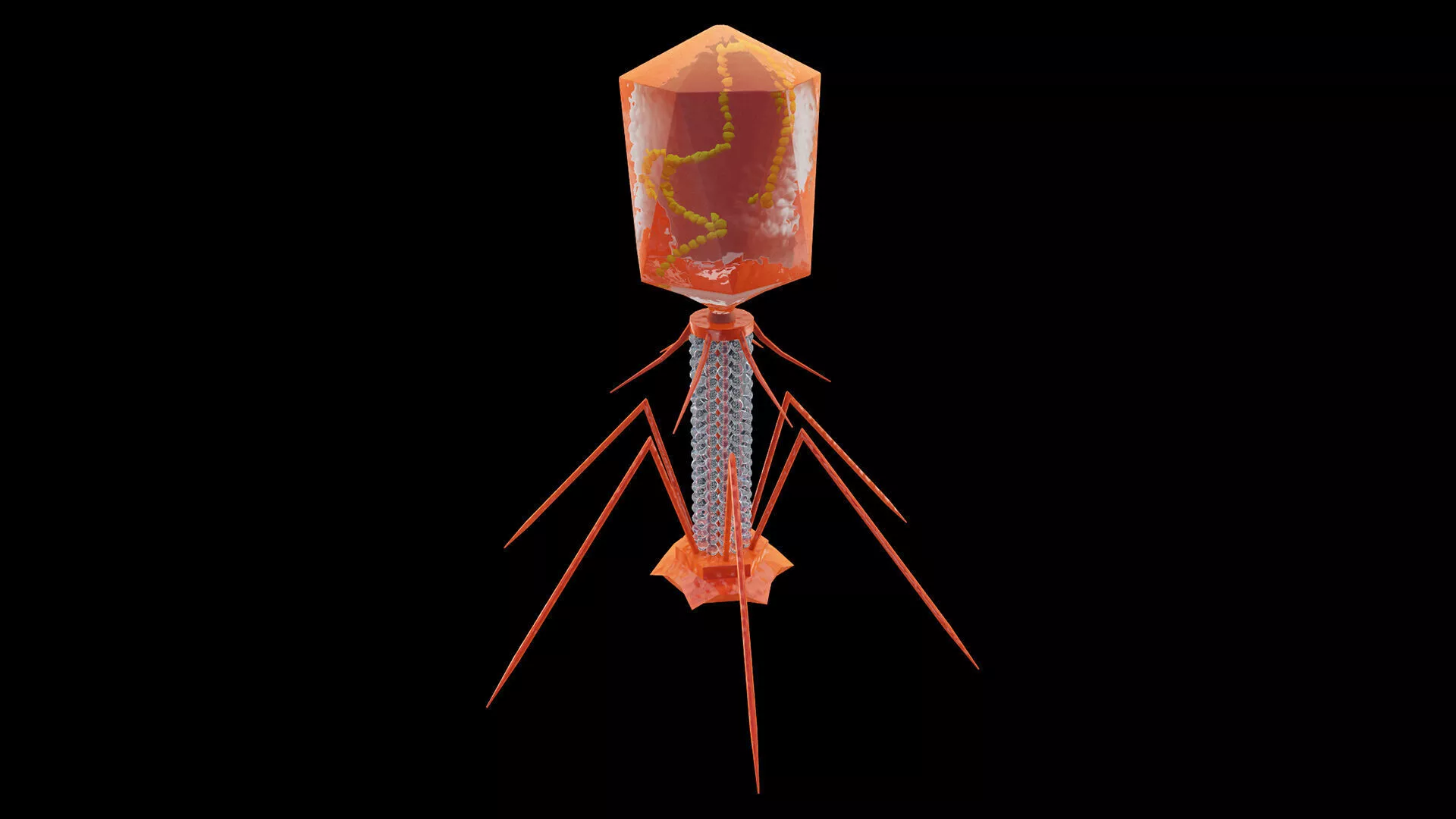 Bacteriophage Virus 3D model