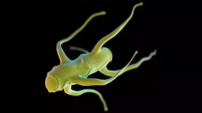 Salmonella