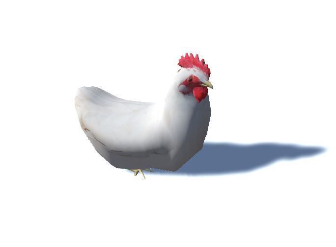White Chicken - Animated Low Poly Low-poly 3D model_3