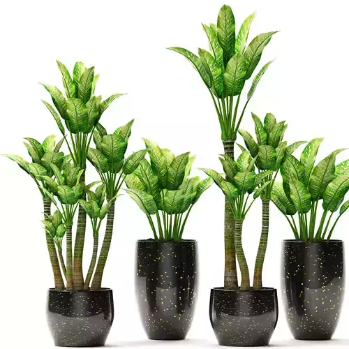 Plants collection four pots