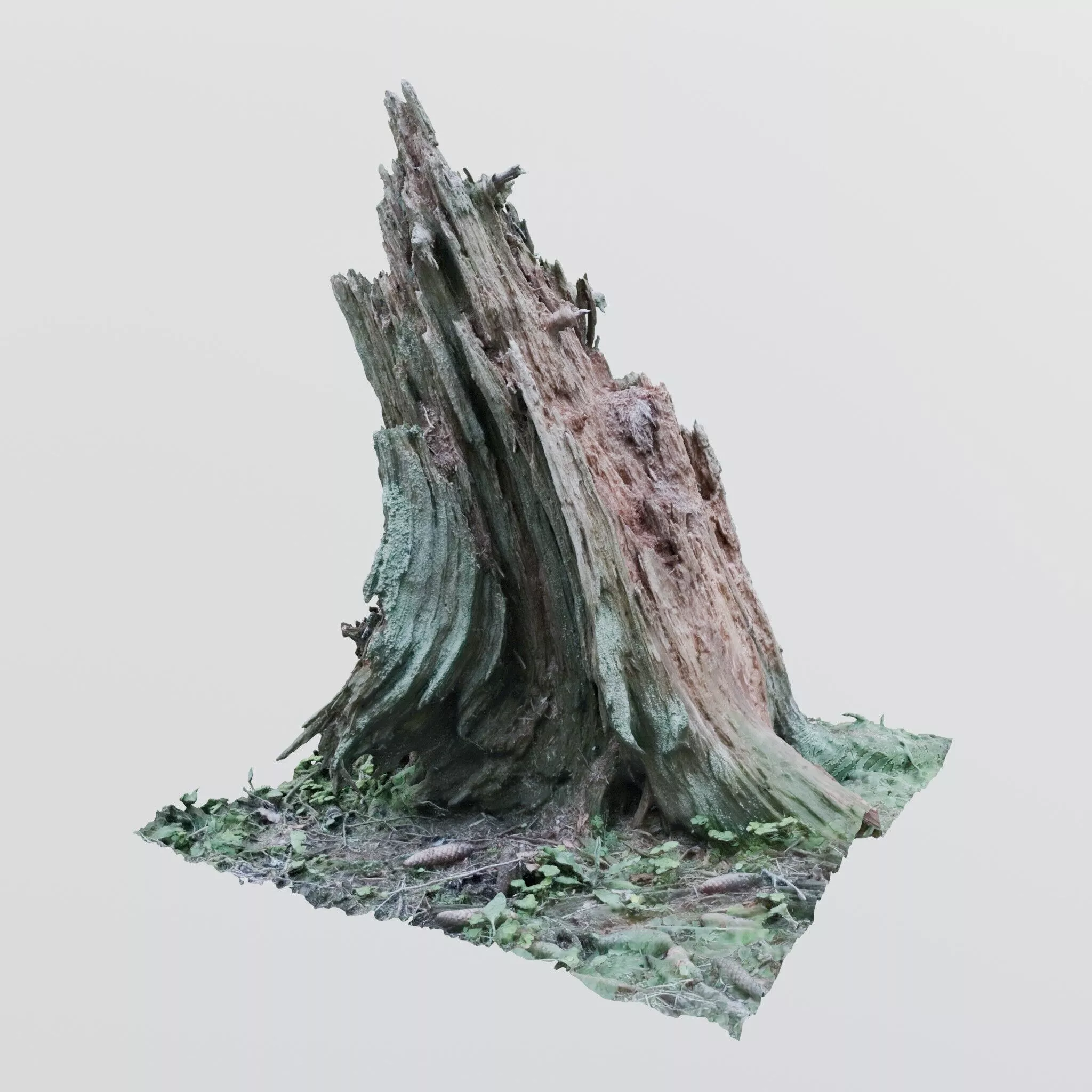 Dead Tree Stump - Weathered Forest Photoscan 3D model