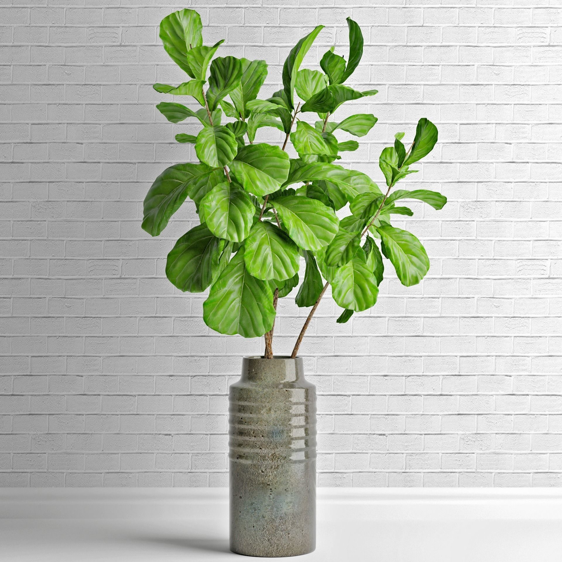 Ficus lyrata in vase 3D model_0
