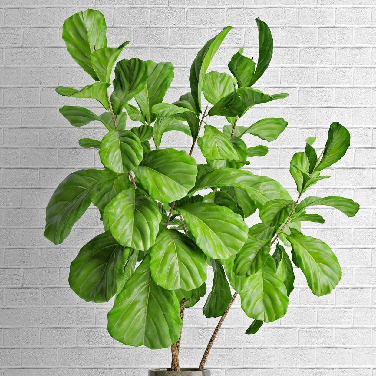 Ficus lyrata in vase 3D model_2