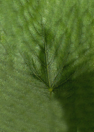 Tree green high poly 3D model_4