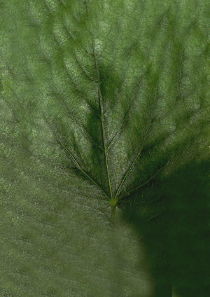 Tree green high poly 3D model_5