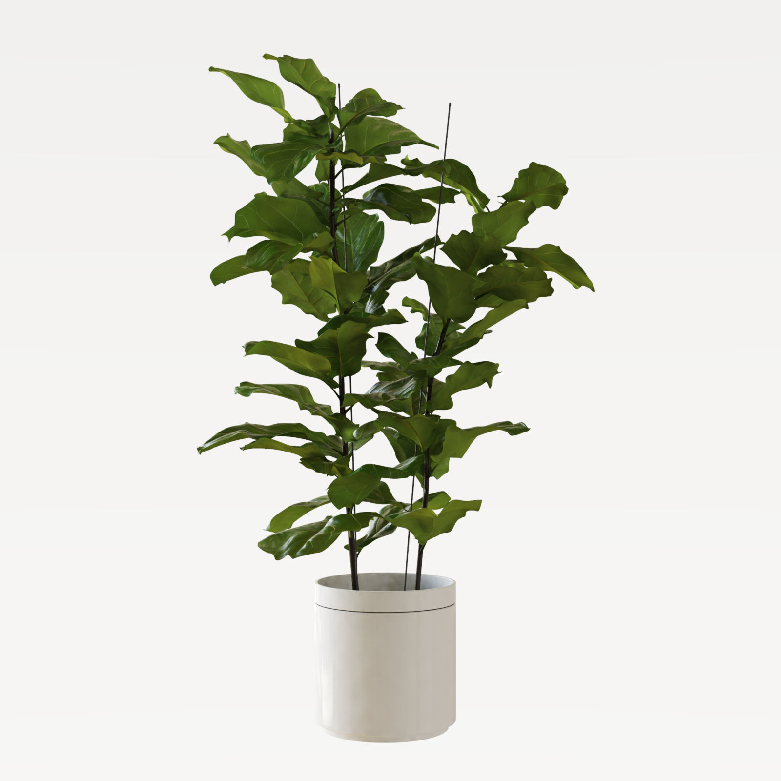 Ficus Lyrata potted