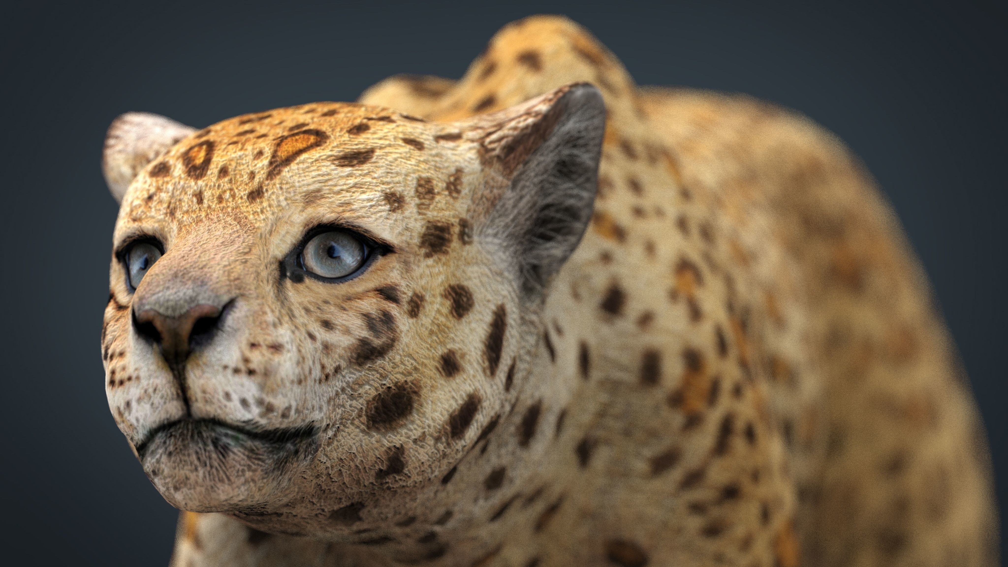 JAGUAR cheetah 3D model_16