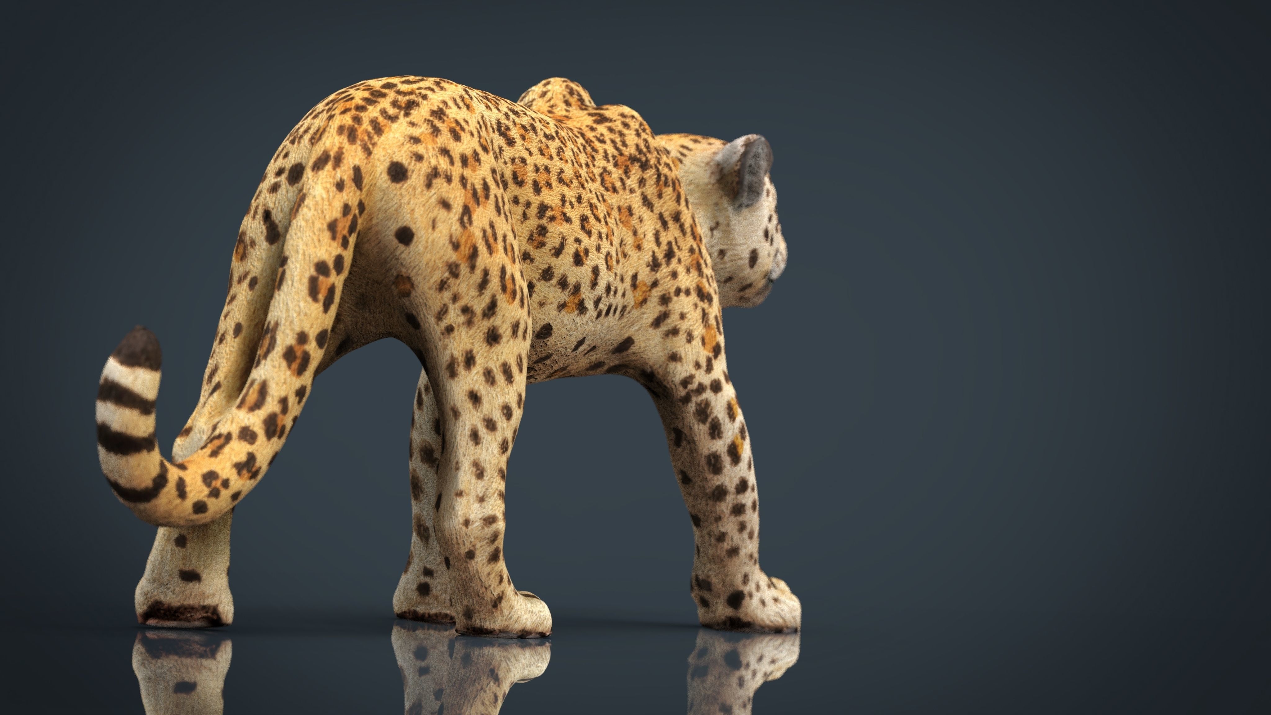 JAGUAR cheetah 3D model_5