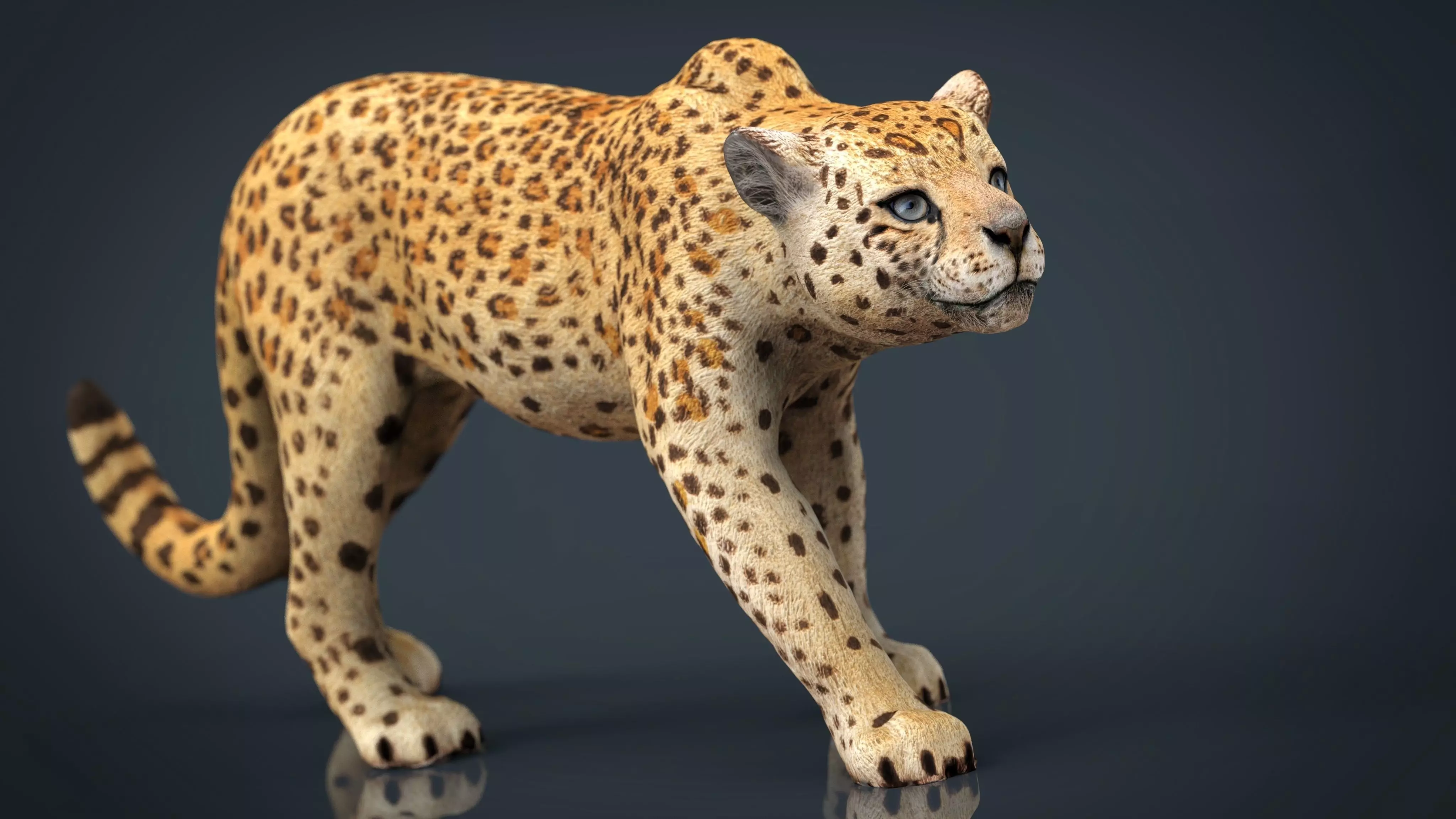 JAGUAR cheetah 3D model_0