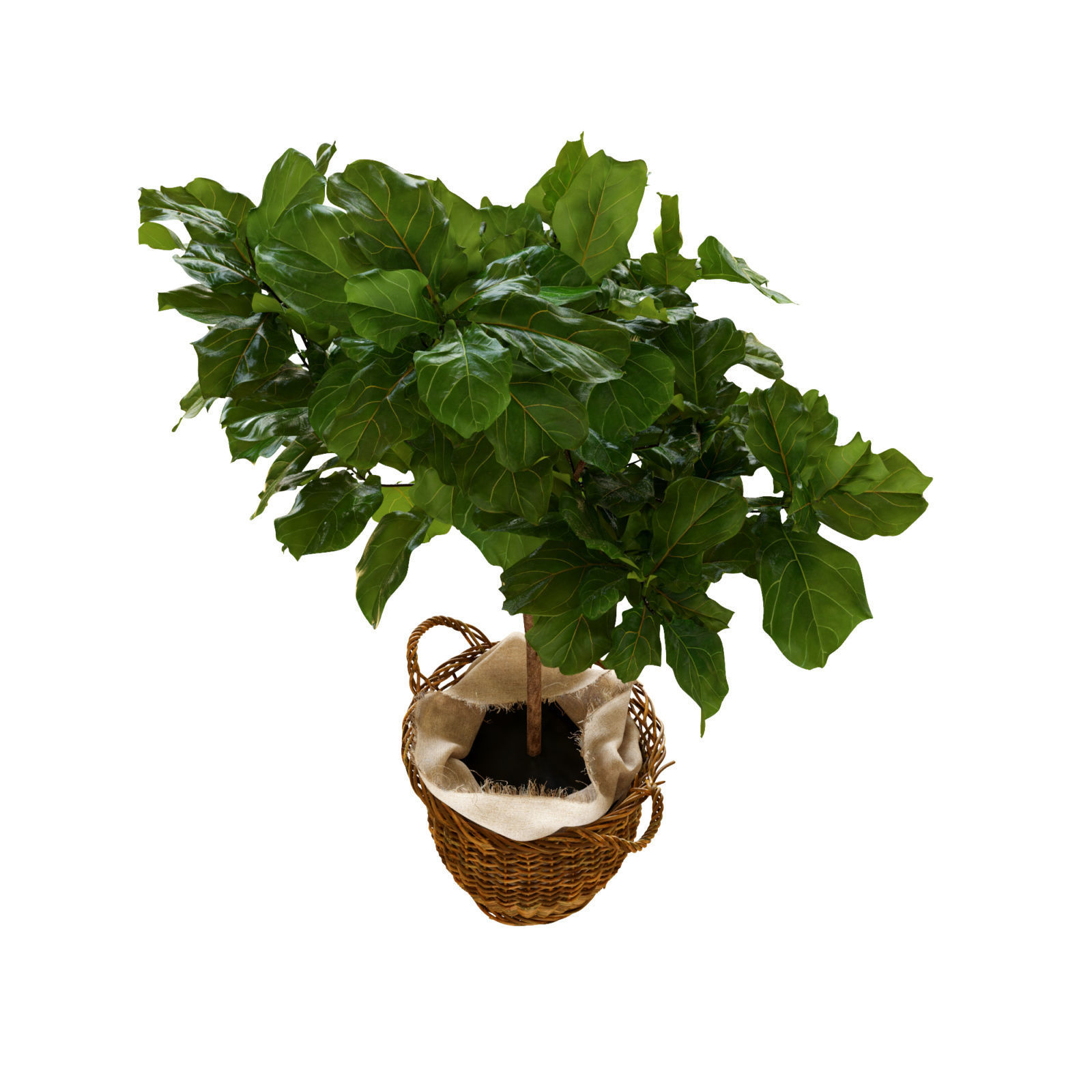 Ficus lyrata in basket 3D model_2
