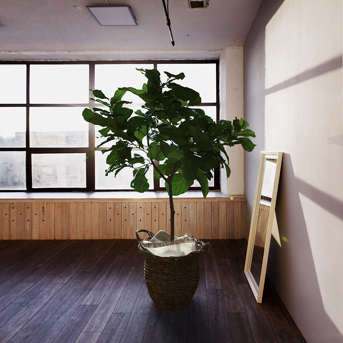 Ficus lyrata in basket 3D model_1