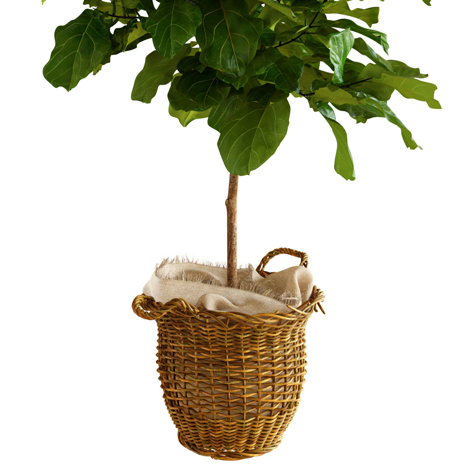 Ficus lyrata in basket 3D model_4