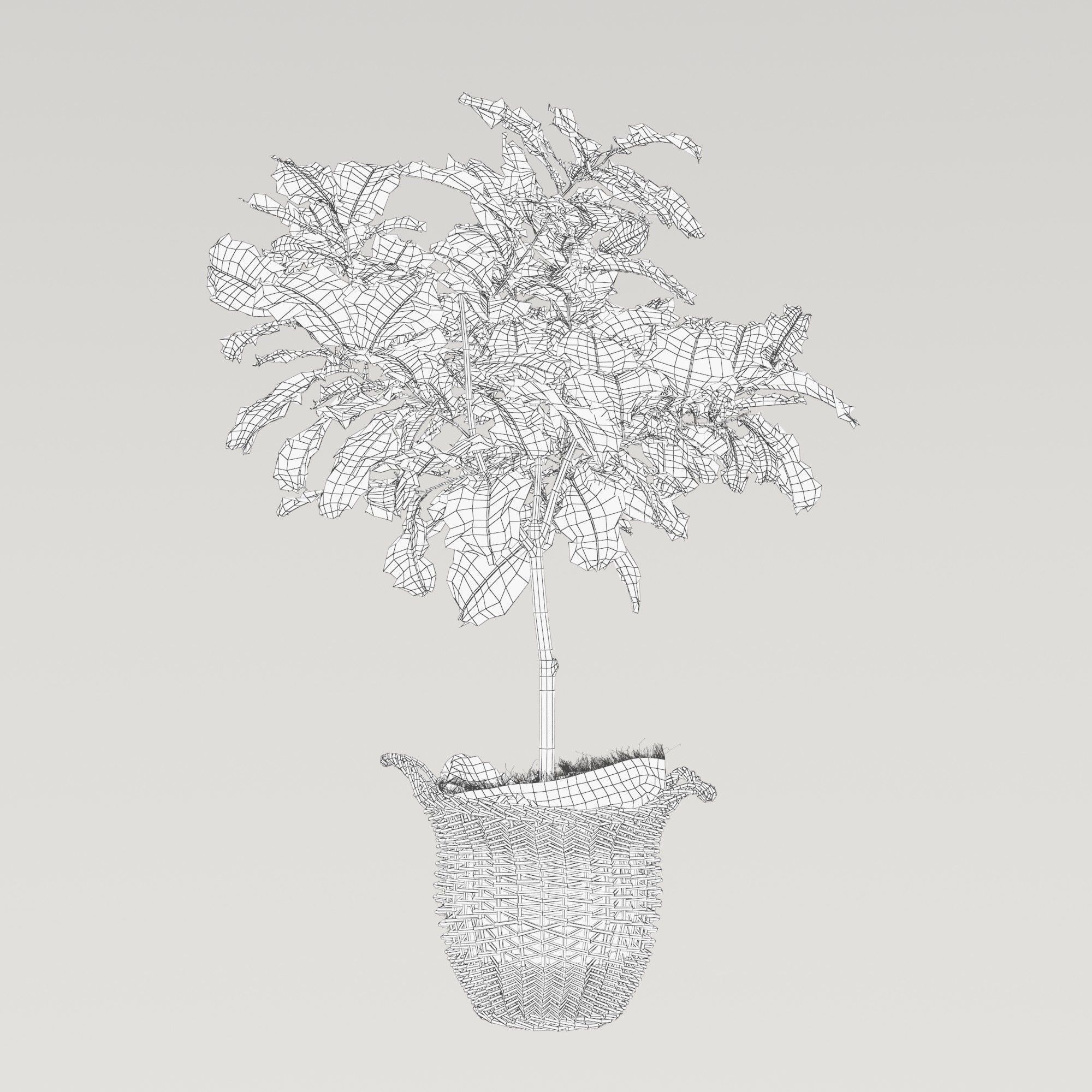 Ficus lyrata in basket 3D model_6