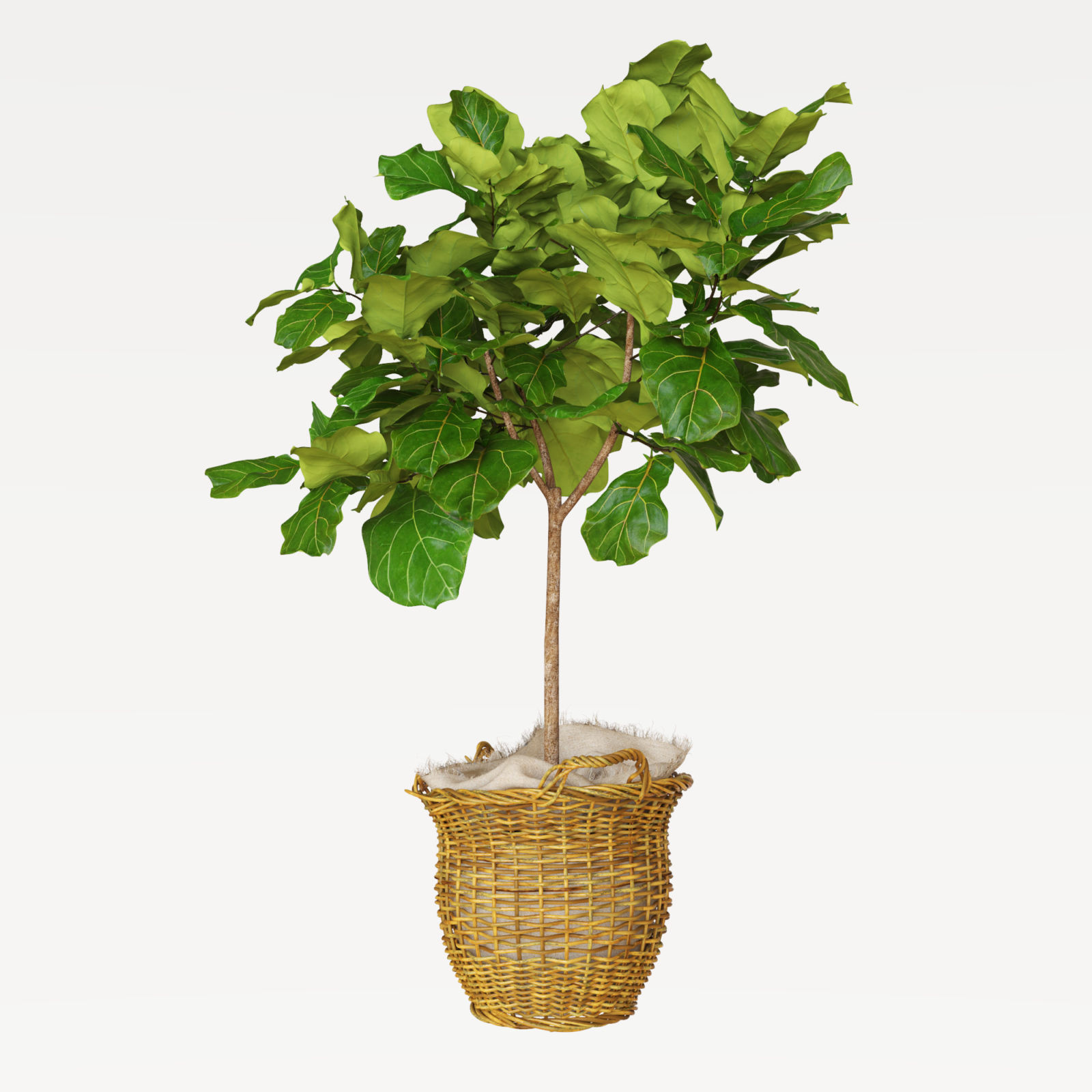 Ficus lyrata in basket 3D model_3