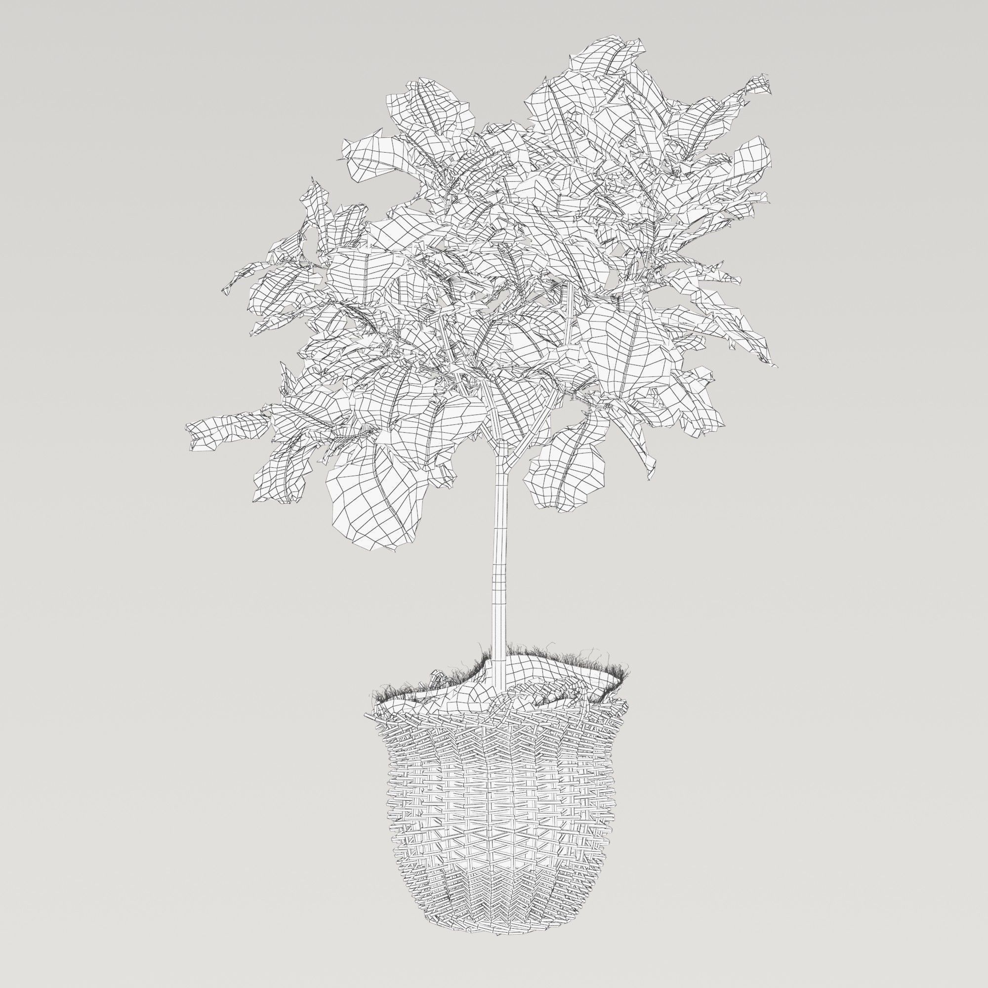Ficus lyrata in basket 3D model_5