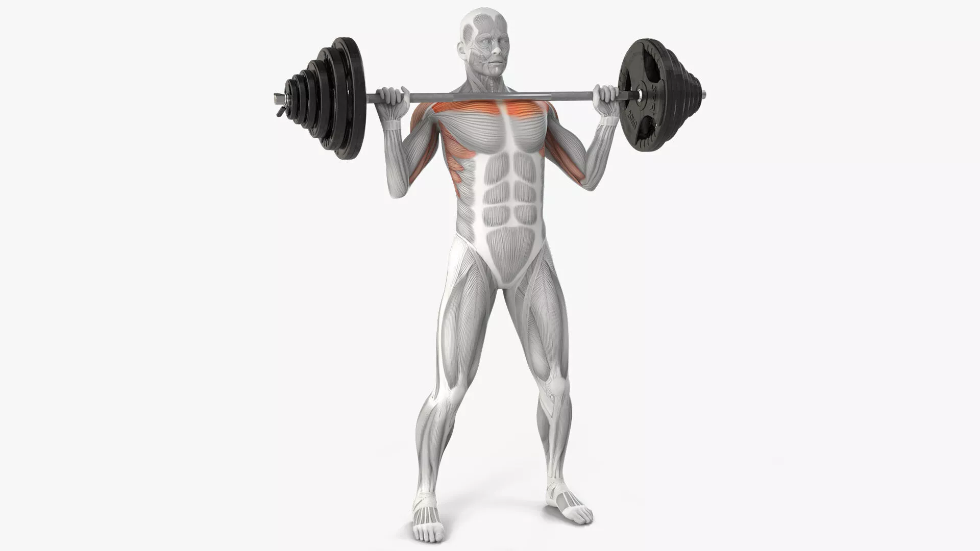 Male Muscular System Shoulder Press Animated Rigged Cinema 4D 3D model