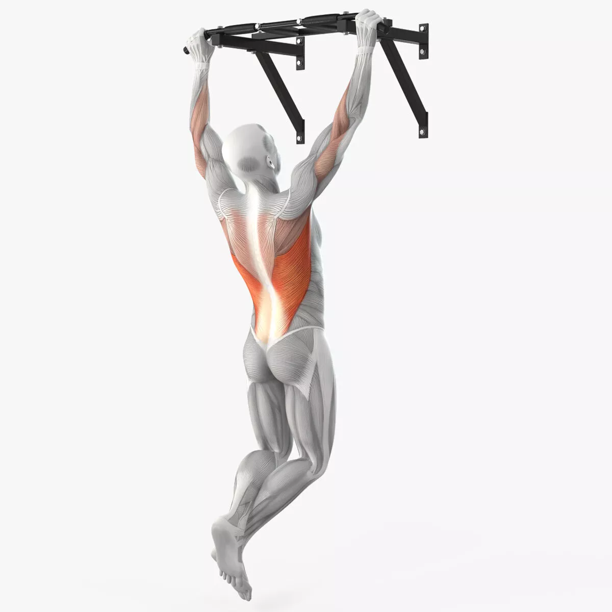 Male Muscular System Pull-up Animated Rigged for Maya 3D model