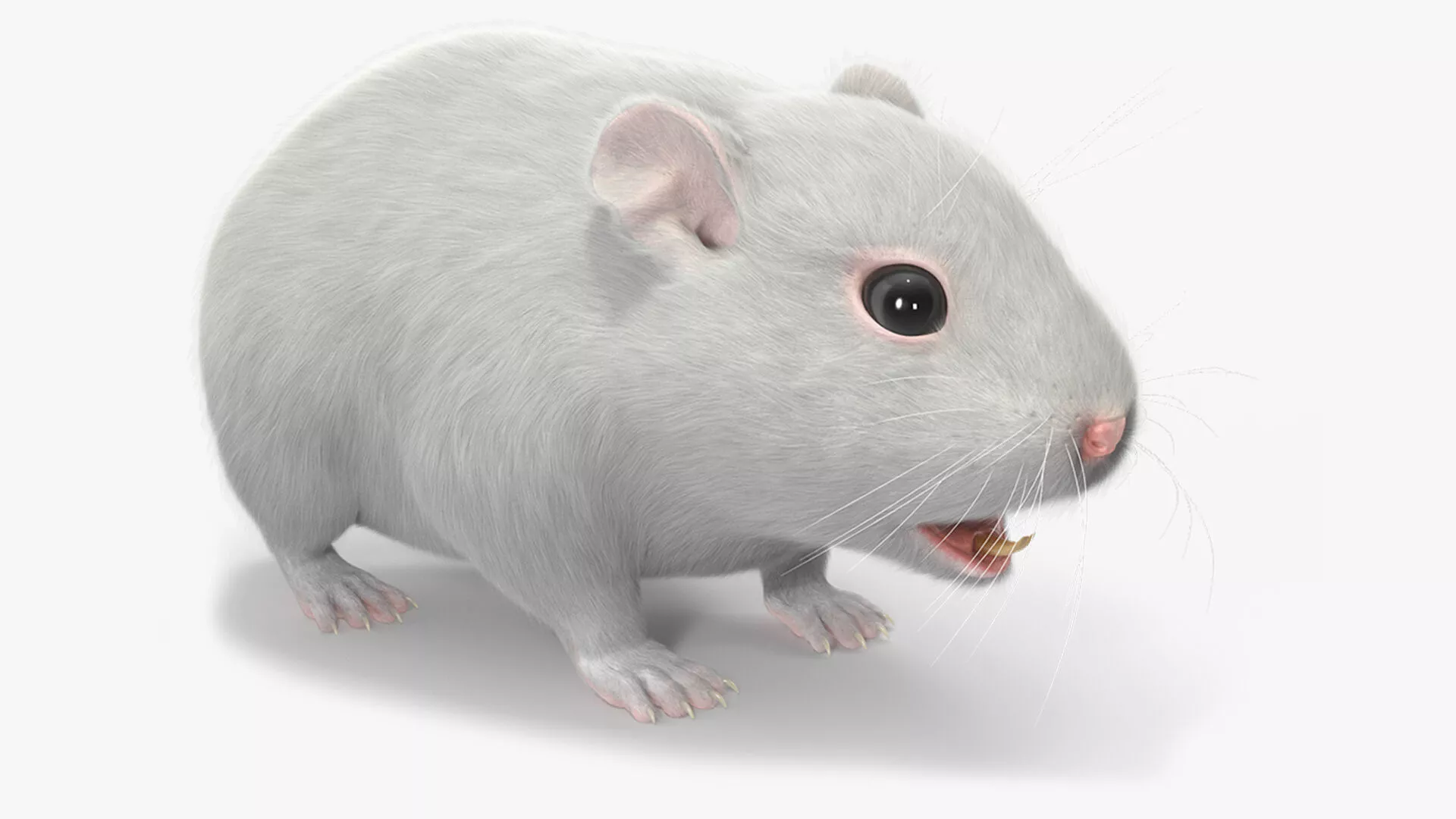 Dwarf Hamster White Fur 3D model