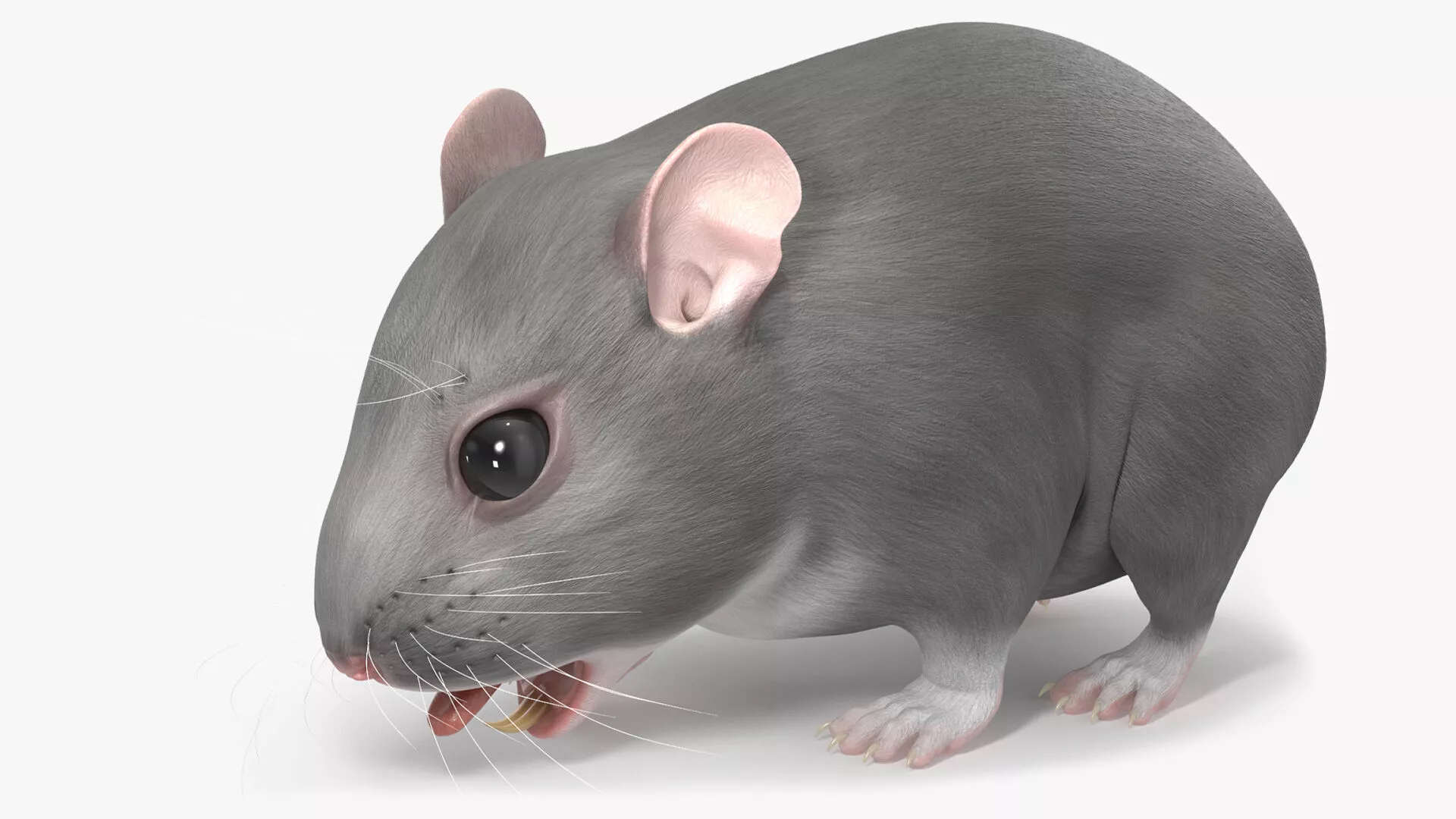 Dwarf Hamster Gray Rigged 3D model