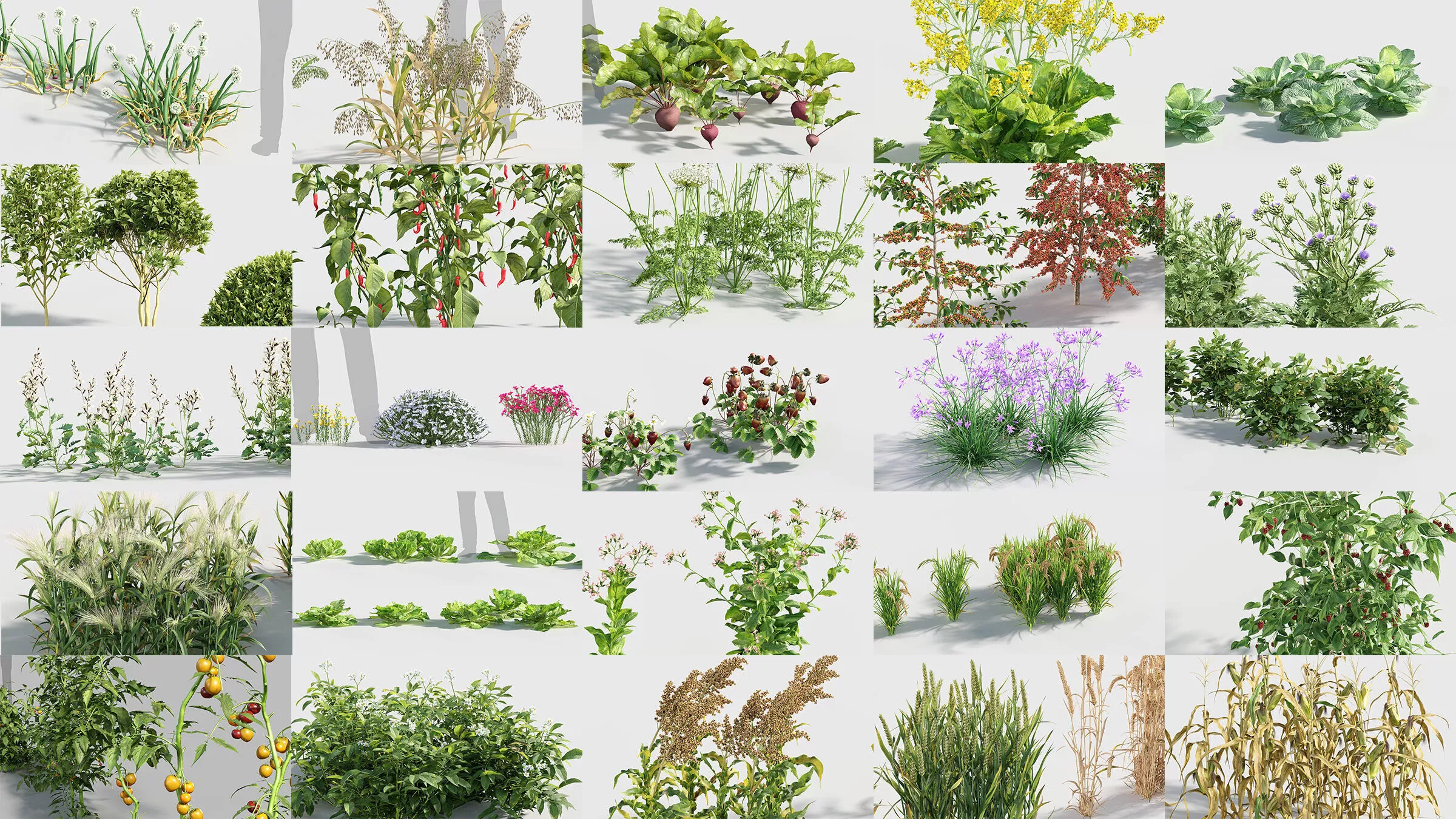 Vegetables Collection 3D model