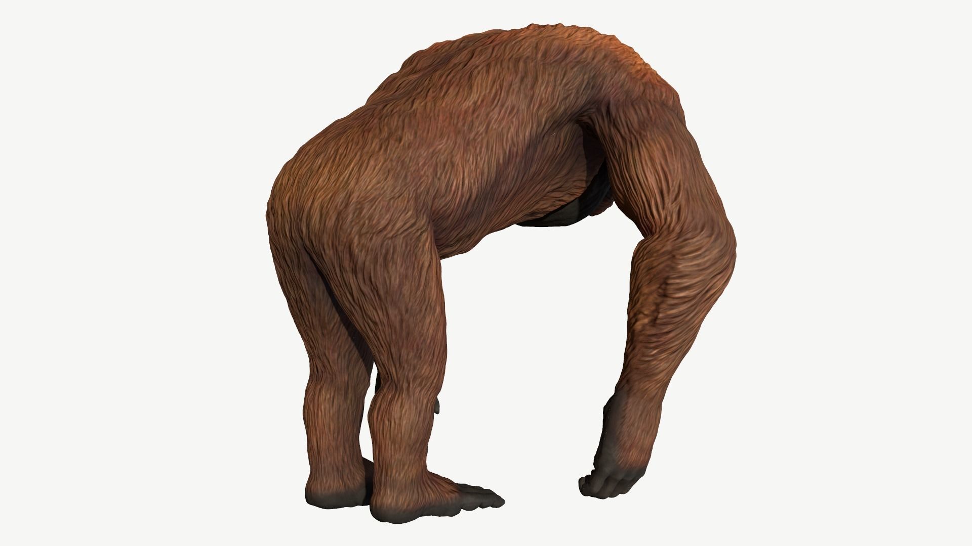 Bornean Orangutan Male Low-poly 3D model_4