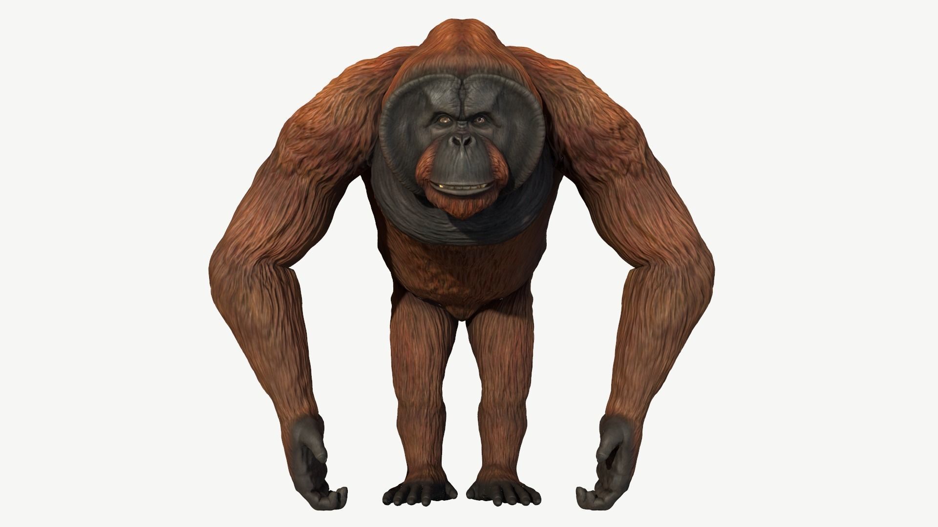 Bornean Orangutan Male Low-poly 3D model_8