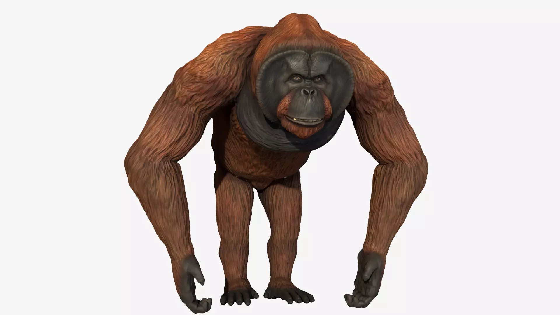 Bornean Orangutan Male Low-poly 3D model_0