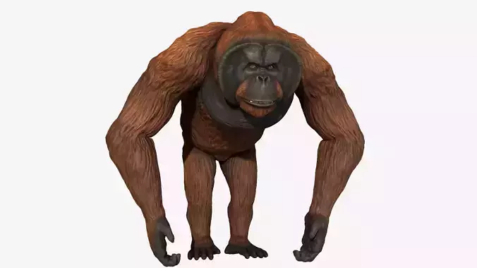 Bornean Orangutan Male Low-poly 3D model