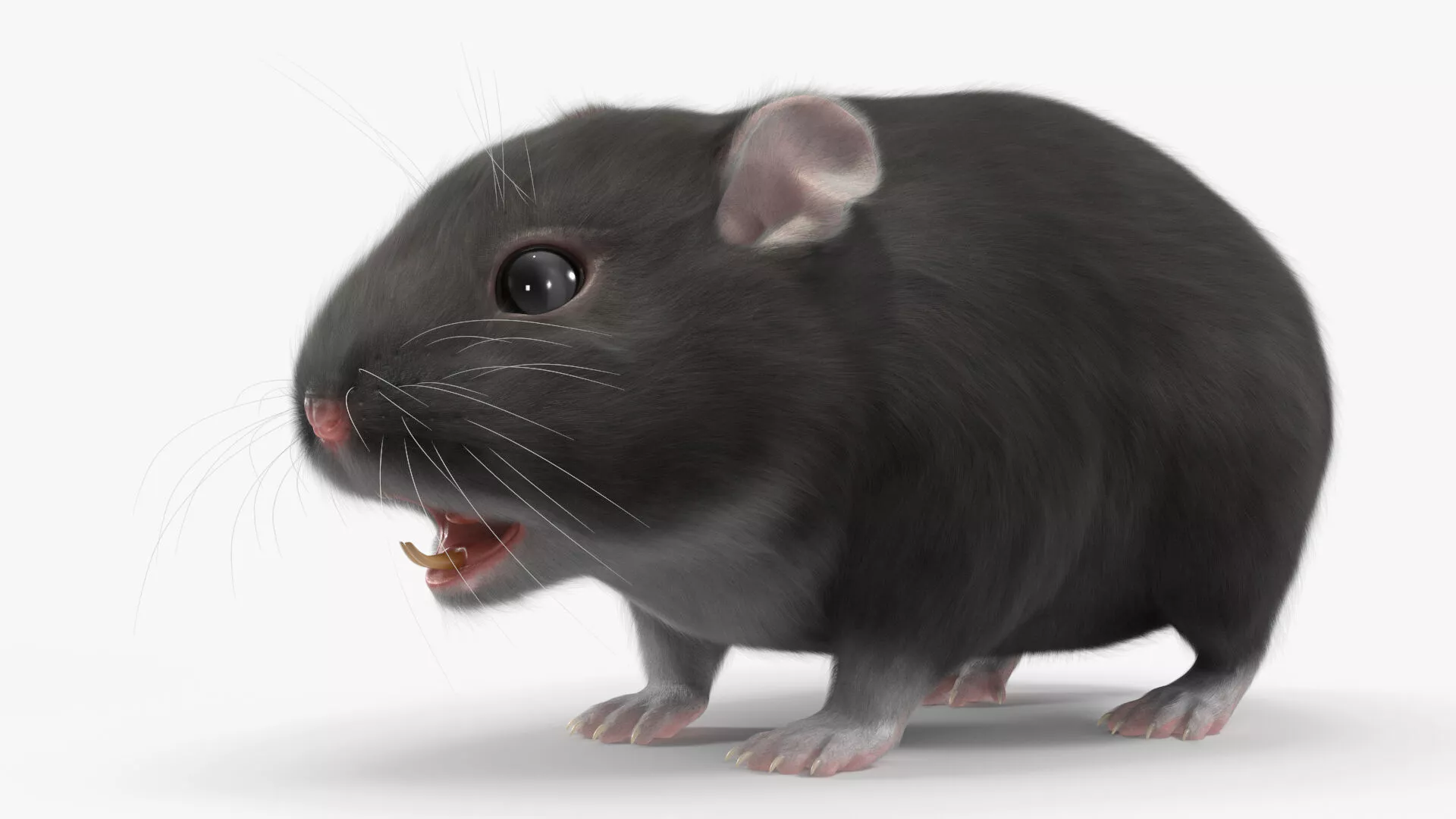Dwarf Hamster Gray Fur 3D model