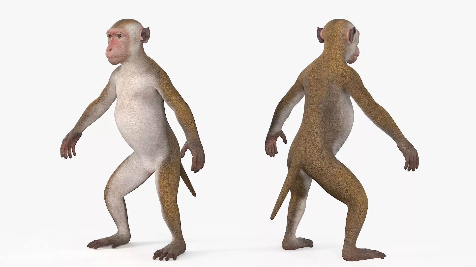 Wild Rhesus Monkey Light Brown Rigged for Cinema 4D 3D model